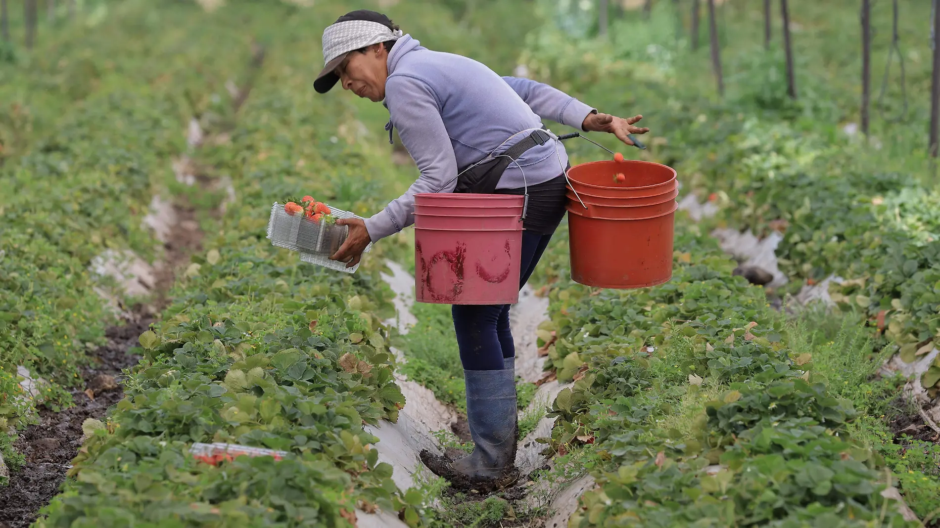 fresas Zamora 